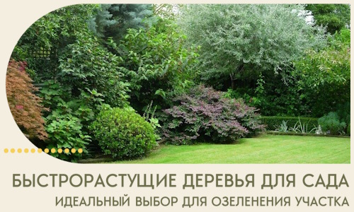 Быстрорастущие деревья для сада идеальный выбор в Донецке