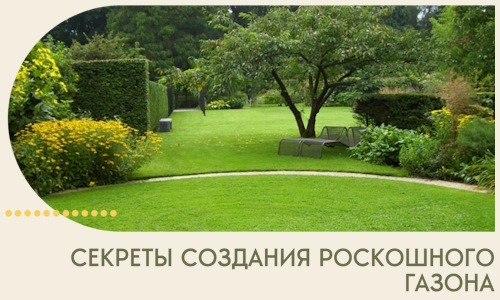 Секреты создания роскошного газона в Донецке
